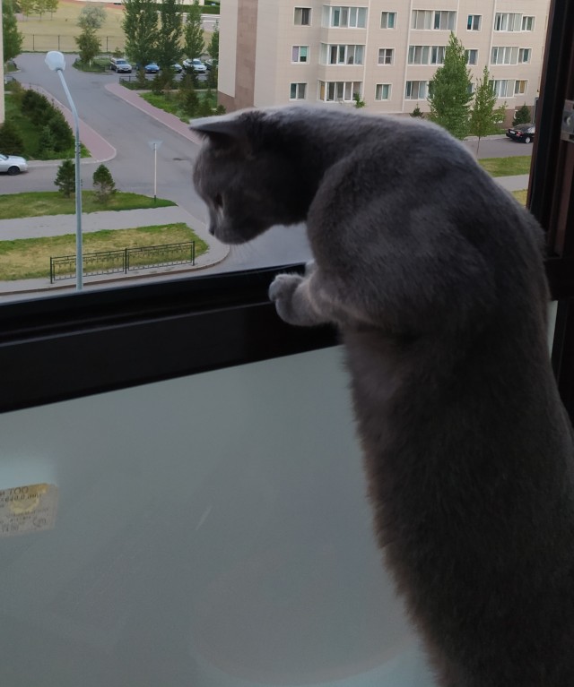 Котовторник