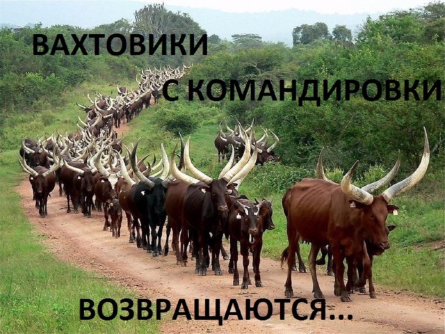 Что нужно знать если работаешь по вахтовому методу