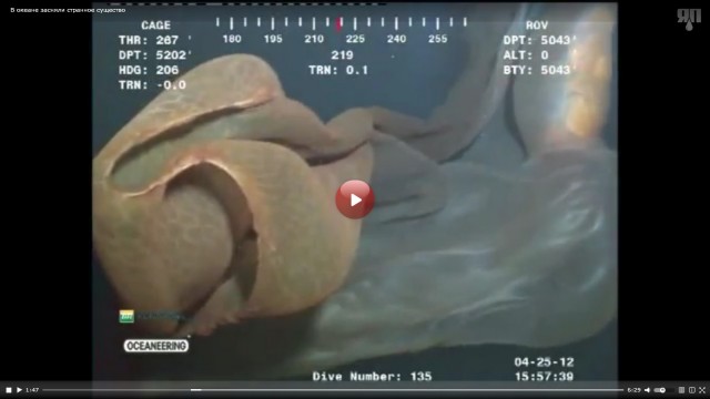 В океане засняли странное существо