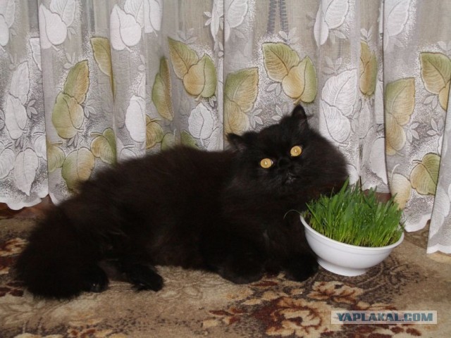 Даешь котовторник!