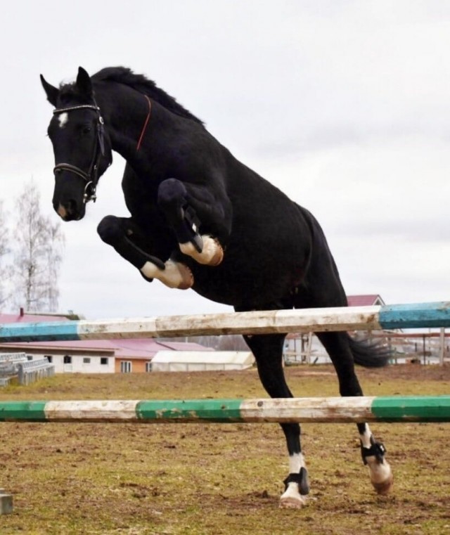 Собакены