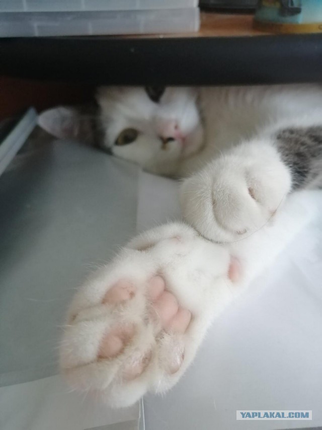 Хоба! Котовторник!