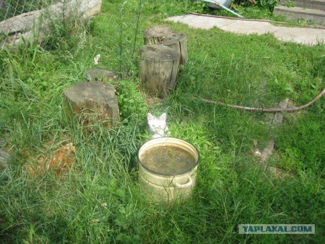 Жизнь домашнего приюта для котеек 352