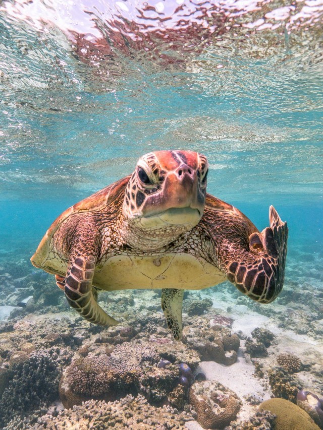 Лучшие фото конкурса Comedy Wildlife Photography Awards 2021