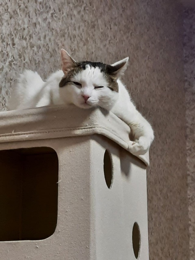 Кошкин дом