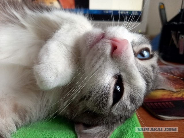 А что это мы котовторник не начинаем? Время пришло!