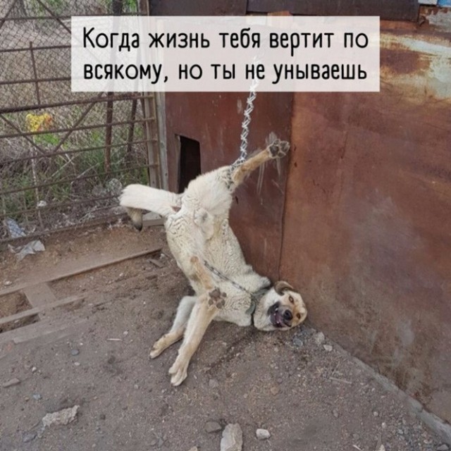 Баянисто-небаянистый юмор 4.03.22
