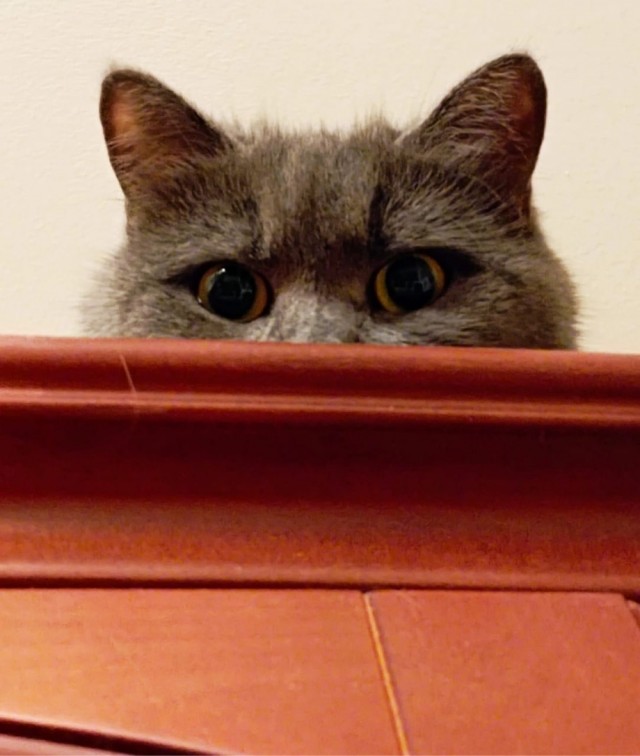 Котовторник ведь начался!