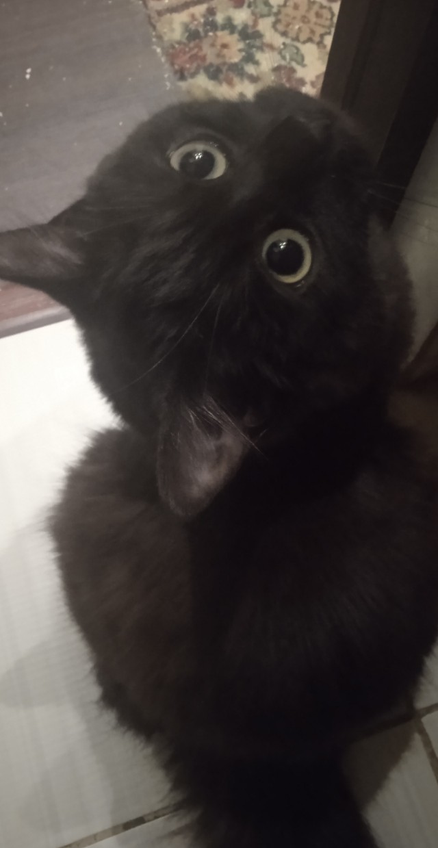 Начну котовторник чуть раньше!