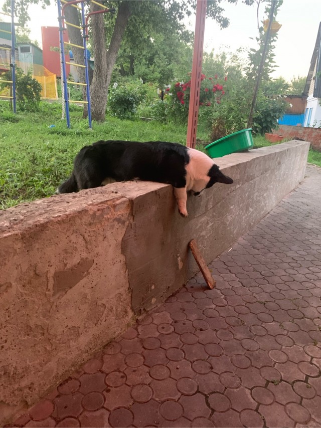 Бордос Пиф