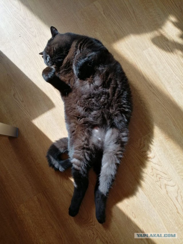 Мой котовторник