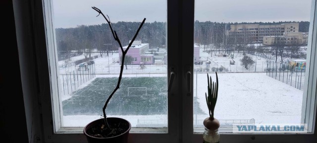 А из нашего окна, вот такая красота!
