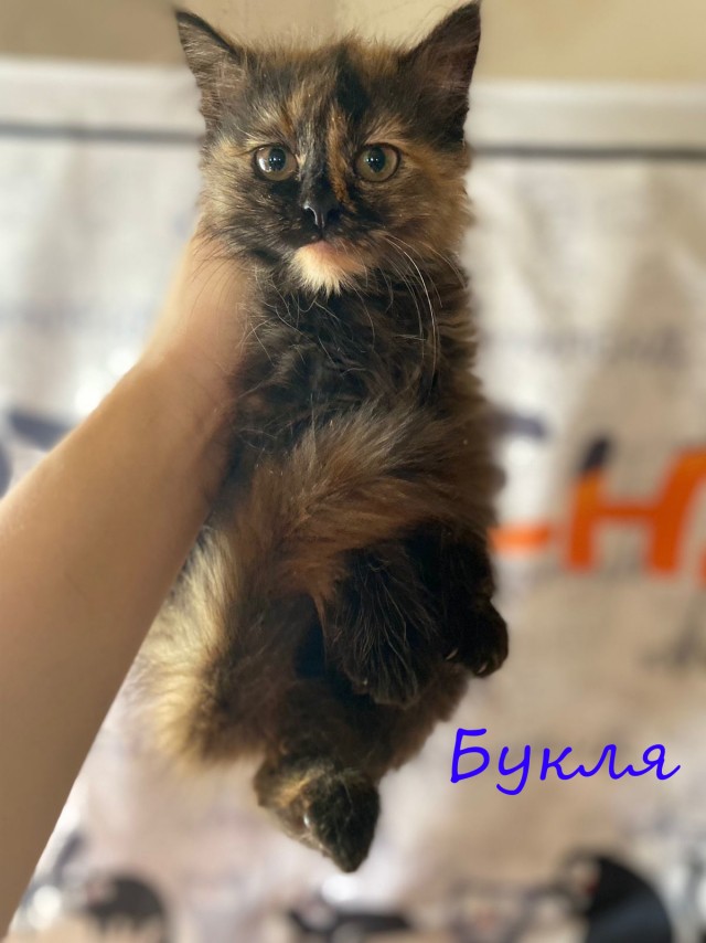 Жизнь домашнего приюта "Котоленд" 378