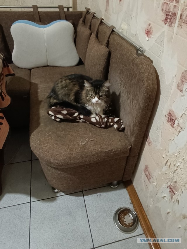 История одной кошки