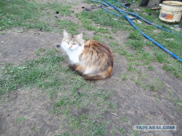 Жизнь домашнего приюта для котеек 443