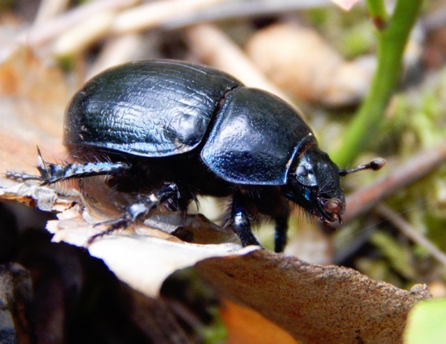 Инвазивные растения: Невольные странники или агрессивные захватчики?