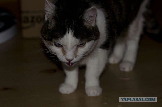 Котовторник 16.04.2013