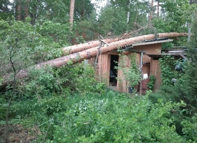 В Орле раскололся дуб, посаженный в честь отмены крепостного права