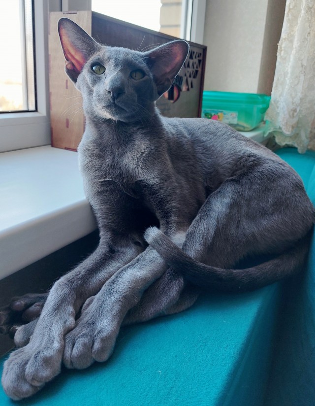 Картина маслом