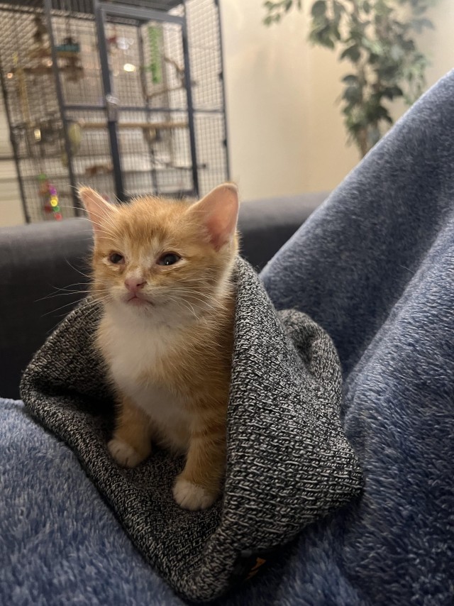 Нашли месячного котёнка