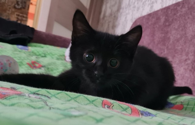 Жизнь с котом в одной картинке