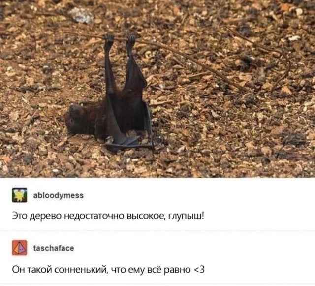 Так себе картинки 02.11.24