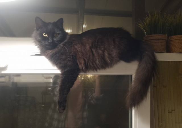 Котовторник 05/11/2024