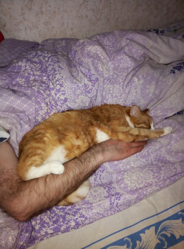 Спящий кот