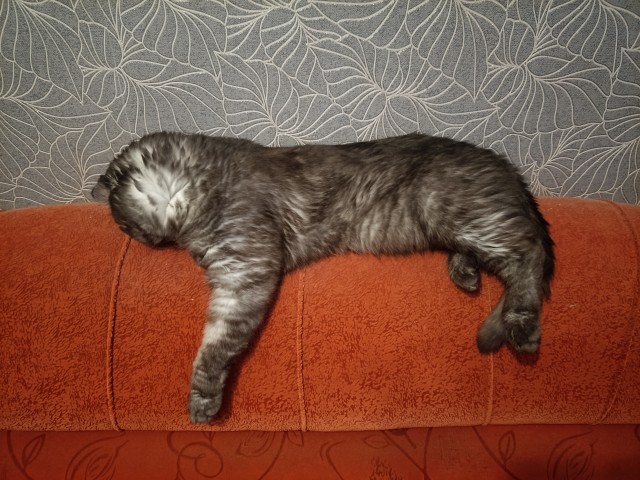 Спящий кот