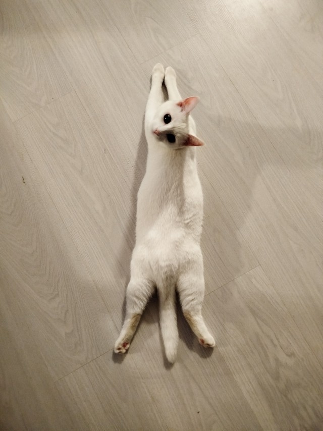 Нефотогеничный кот