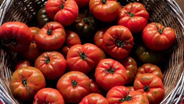 Россия закупилась китайскими томатами на миллионы долларов