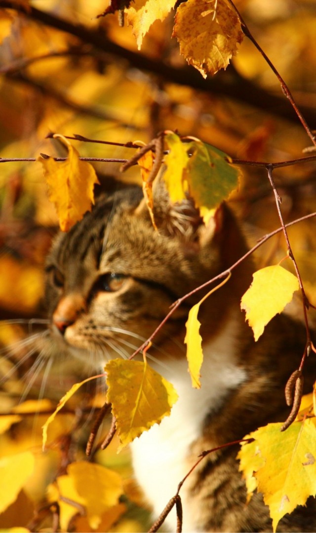 Осенний кот