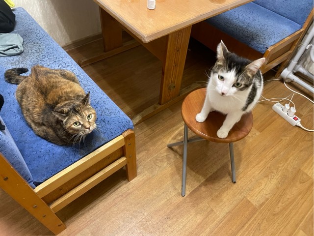 Котовторник 16.12.2025