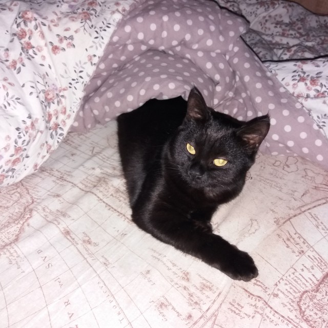 Котики