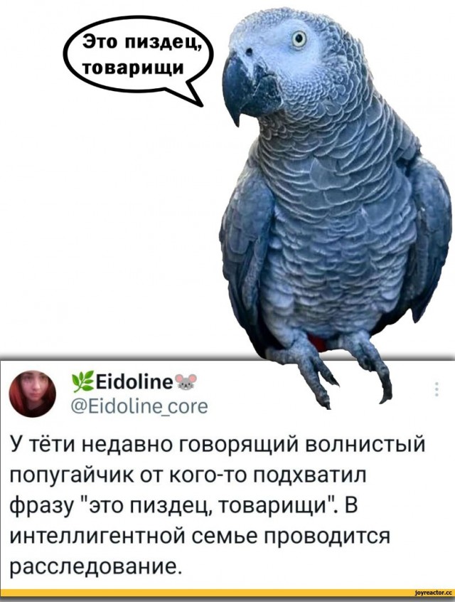 Попугай алкоголик