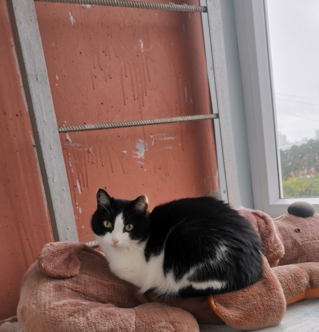 Котик ушёл.