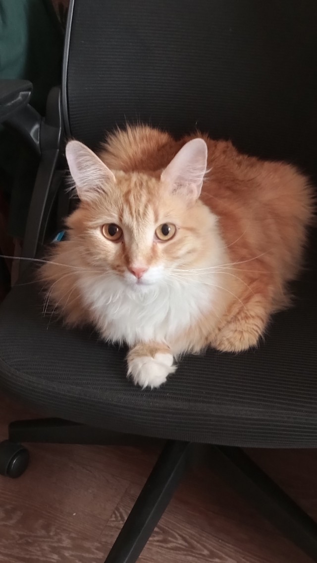 Фотки красивого кота.