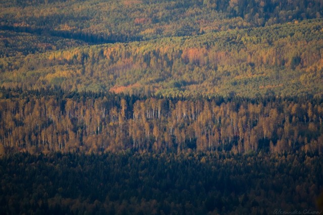 Осень в тайге