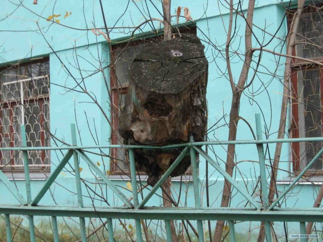 Мертвая хватка деревьев