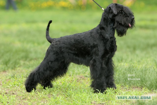 О, my dog