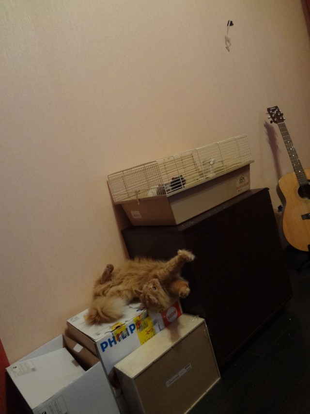 Котовторник 4.02.2014