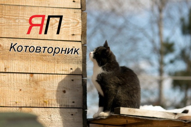 Котовторник  08.04.2014