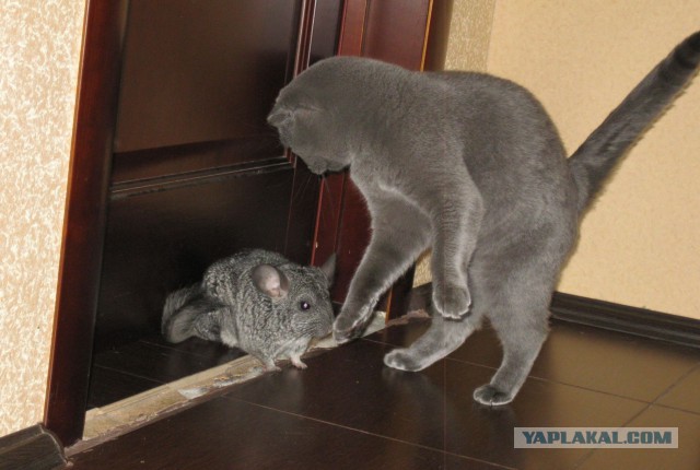 Котовторник 6.05.2014