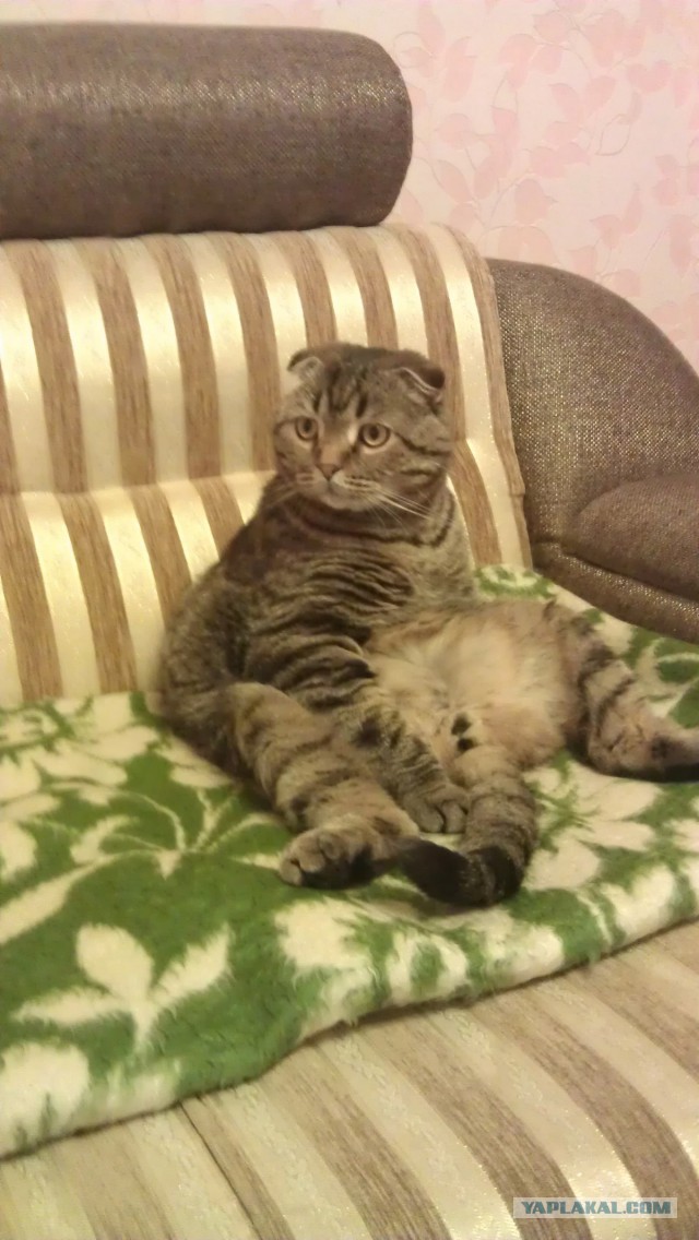 Котовторник 22.07.14
