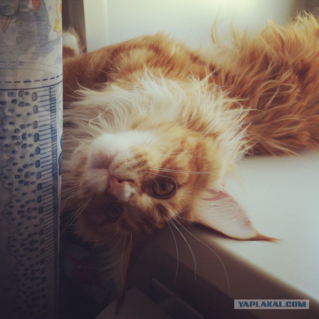 Котовторник 19.08.2014