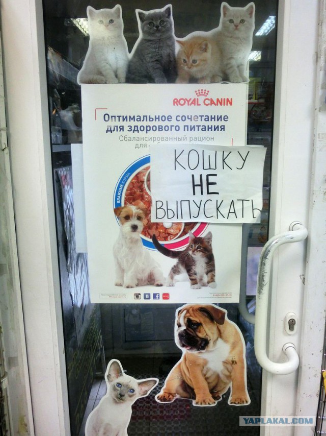 Пятница, картинки для поднятия настроения