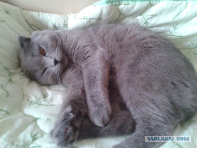 Котовторник 21.10.2014