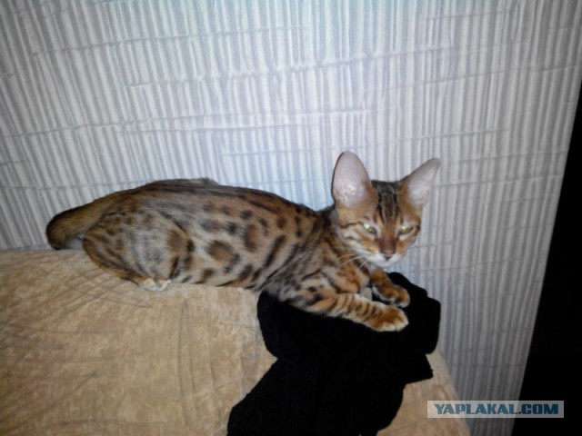 Котовторник 9.12.2014