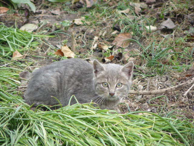 Котовторник