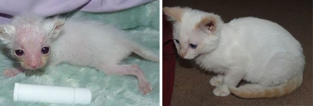 Выжившие кошки, которых спасли и полюбили